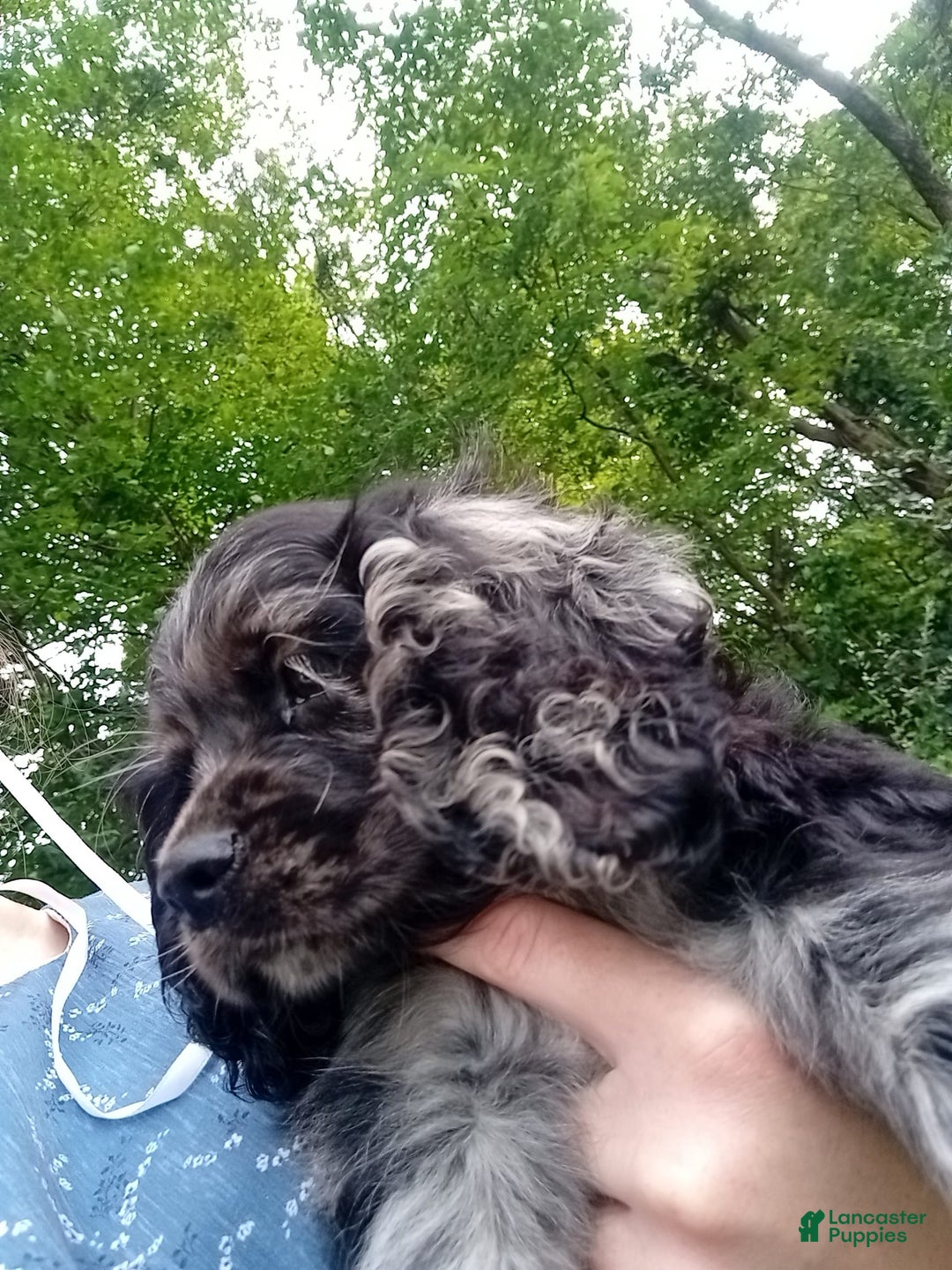 Cocker Spaniel dogs for sale: Oceon - Image 6