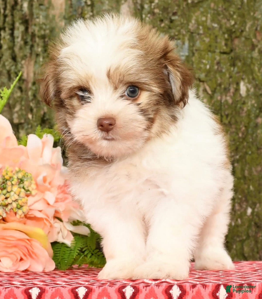 Havanese dogs for sale: Zeke - Image 5