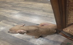American Bully dogs for sale: Big Hoss - Image 6