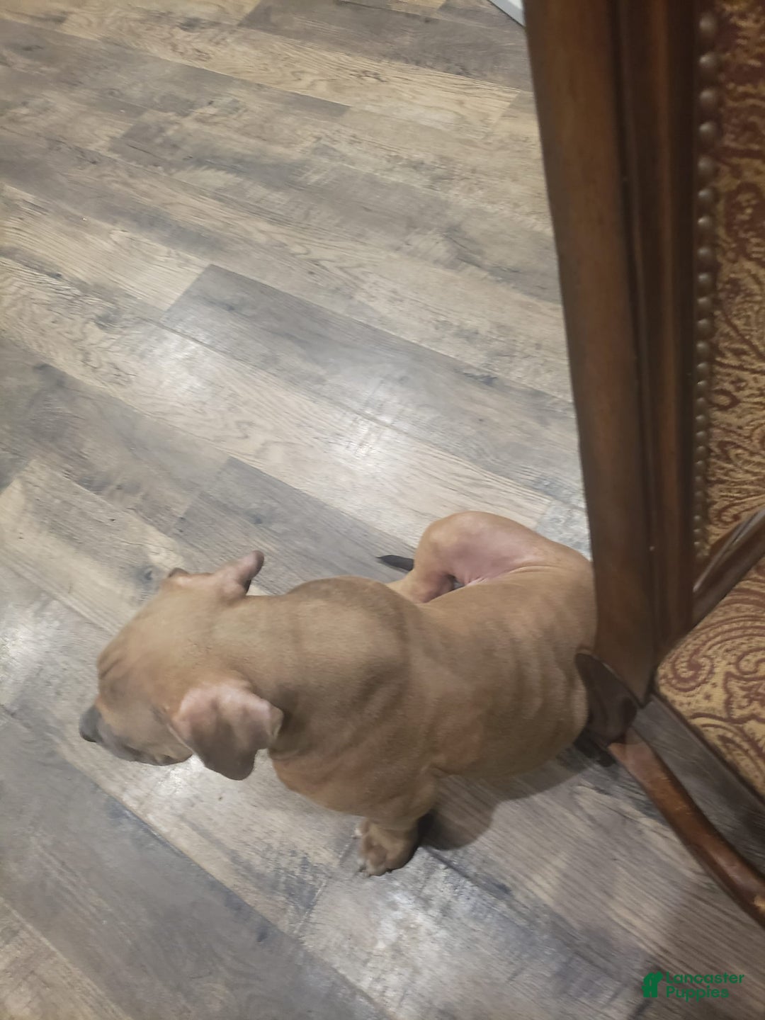 American Bully dogs for sale: Big Hoss - Image 6
