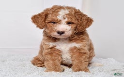 Mini Goldendoodle dogs for sale: Petite Mr Nixon - Image 1