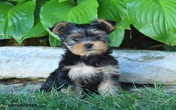 Yorkshire Terrier dogs for sale: Tina - Image 5