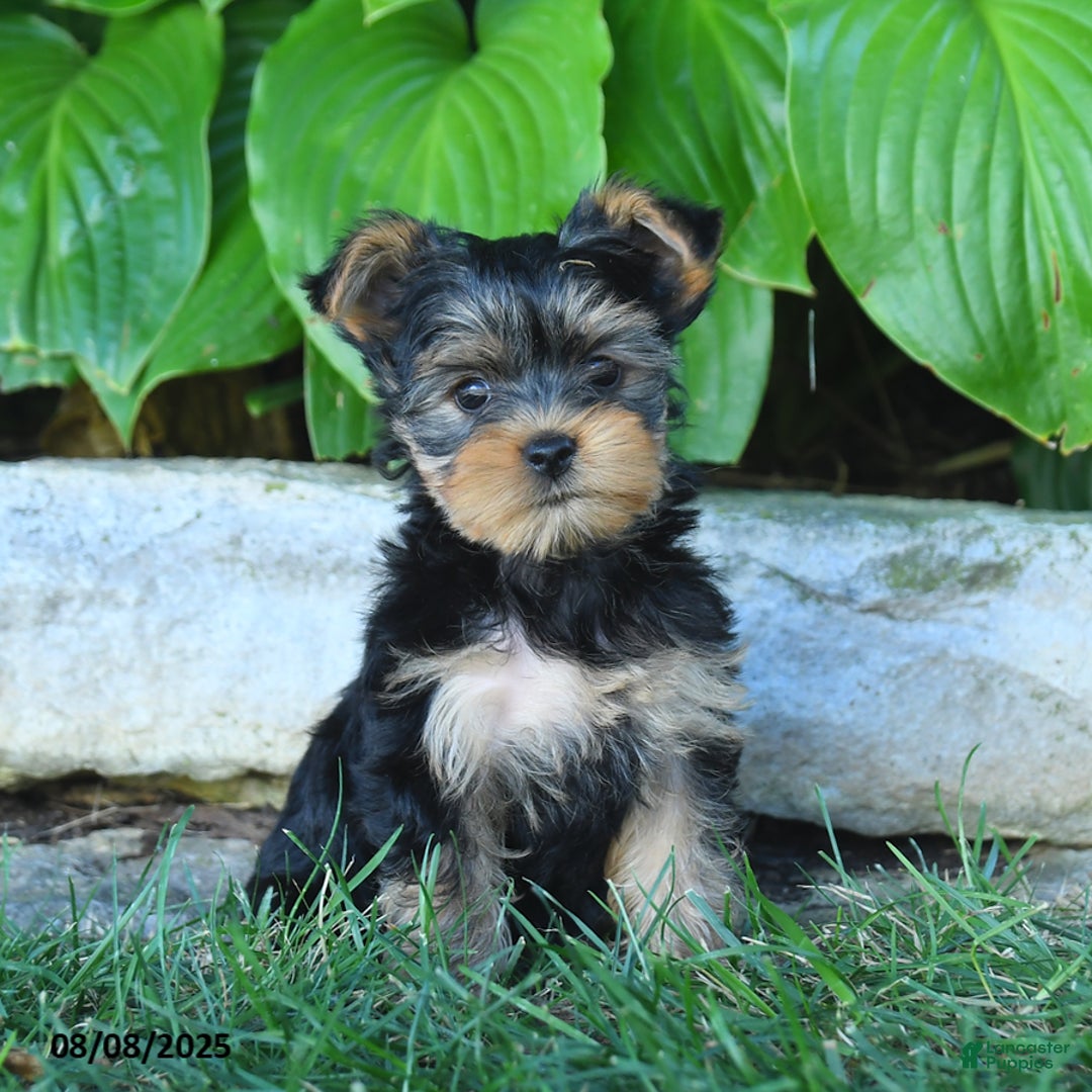 Yorkshire Terrier dogs for sale: Tina - Image 5