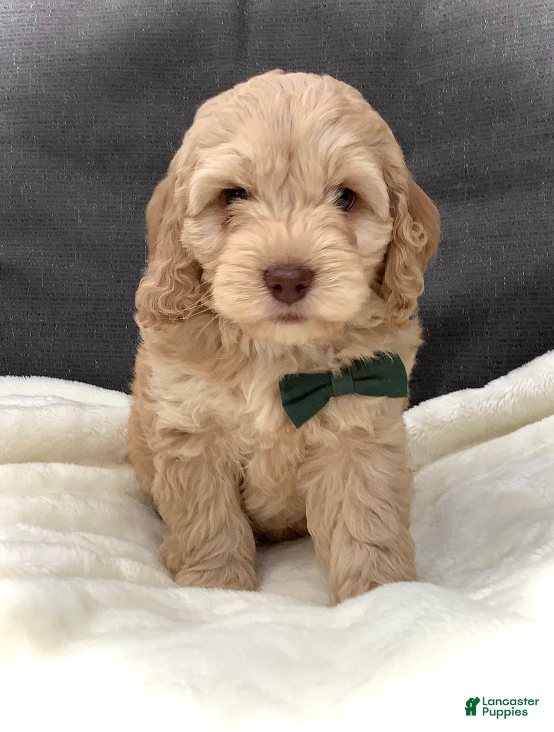 Cockapoo dogs for sale: Enzo - Image 6