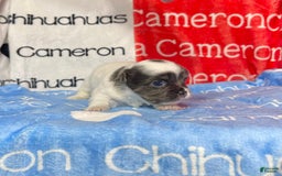 Chihuahua dogs for sale: Blue Sky Long Coat - Image 8
