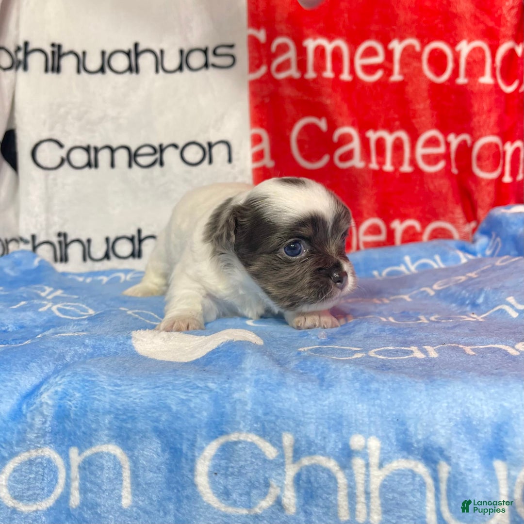 Chihuahua dogs for sale: Blue Sky Long Coat - Image 8
