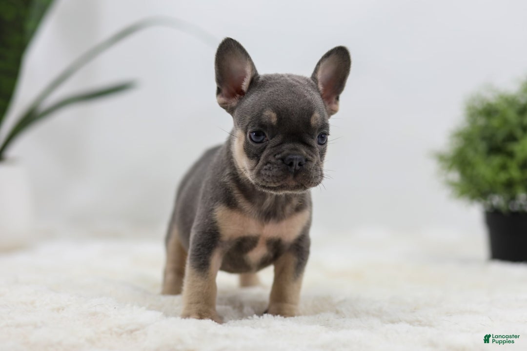 French Bulldog dogs for sale: French Bulldog 5 puppies - Image 30