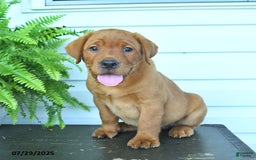 Labrador Retriever dogs for sale: Yoko - Image 4