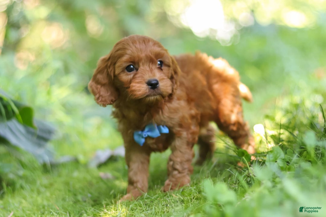 Cavapoo dogs for sale: Jude - Image 8