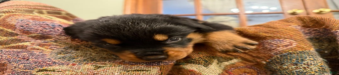 Biscuit