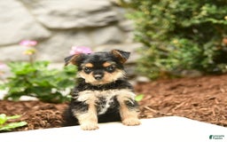 Yorkshire Terrier dogs for sale: Rose - Image 8