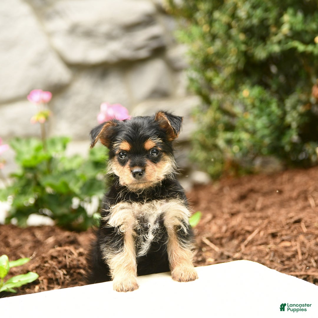 Yorkshire Terrier dogs for sale: Rose - Image 8