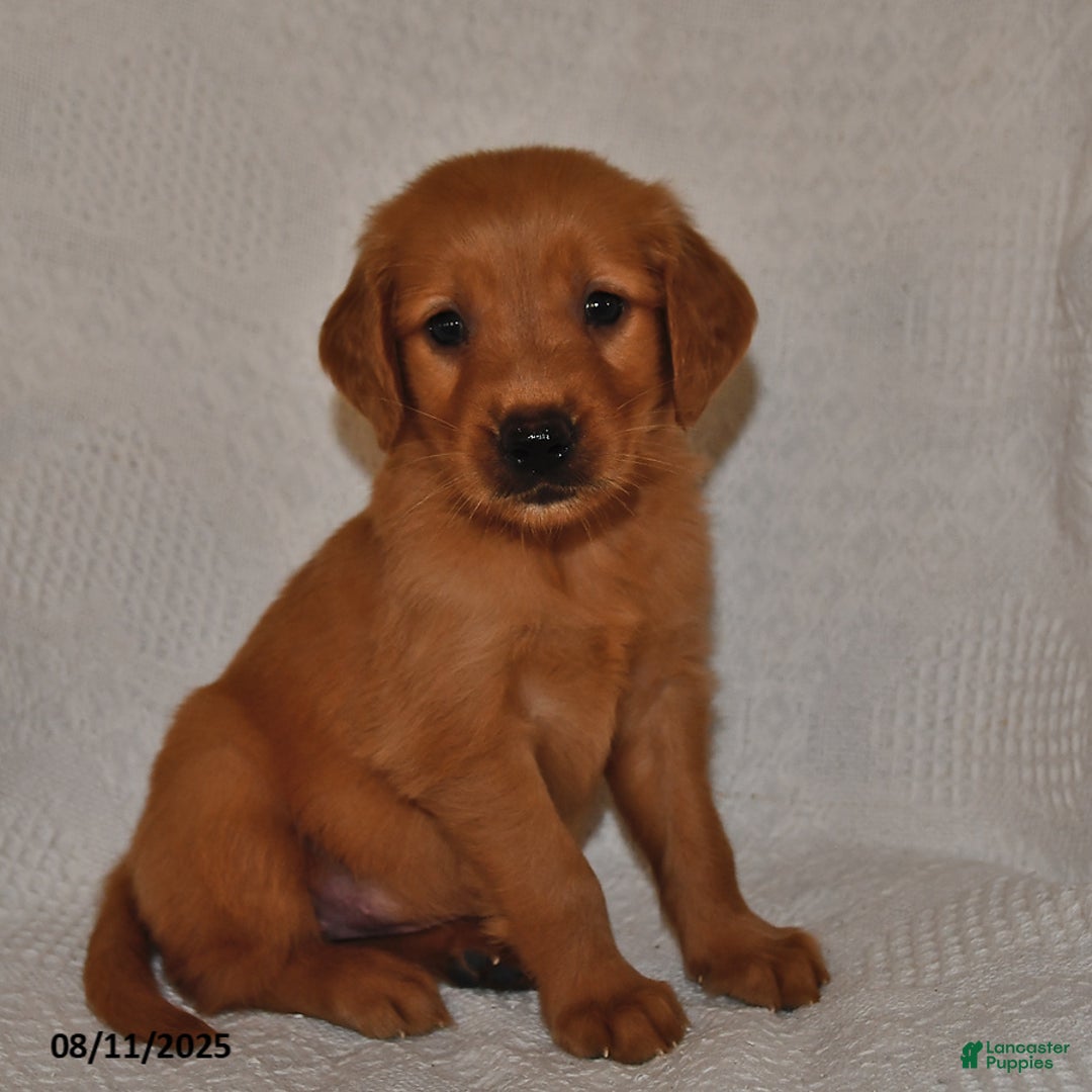 Golden Retriever dogs for sale: Golden Retriever 11 puppies - Image 20