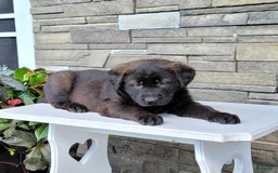 Labrador Retriever dogs for sale: Daneen - Image 1