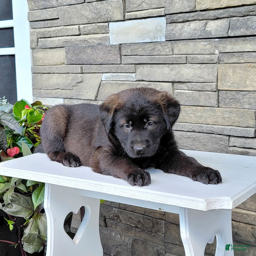 Labrador Retriever dogs for sale: Daneen - Image 1