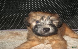 Soft Coated Wheaten Terrier dogs for sale: Dakota - Image 2