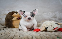 Chihuahua dogs for sale: Timon - Image 6
