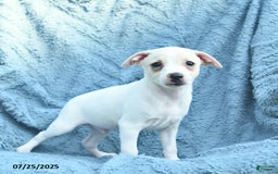 Toy Fox Terrier dogs for sale: Saint - Image 3