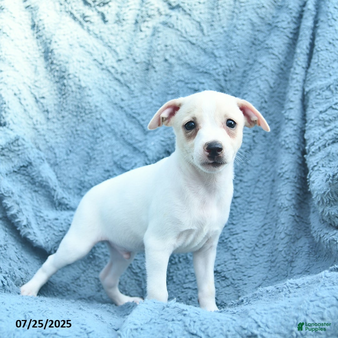 Toy Fox Terrier dogs for sale: Saint - Image 3