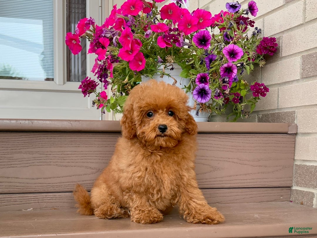 Maltipoo dogs for sale: Gorgeous - Image 15