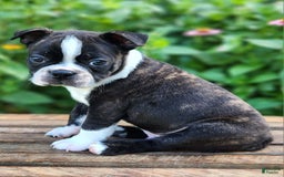 Boston Terrier dogs for sale: Caramel - Image 4