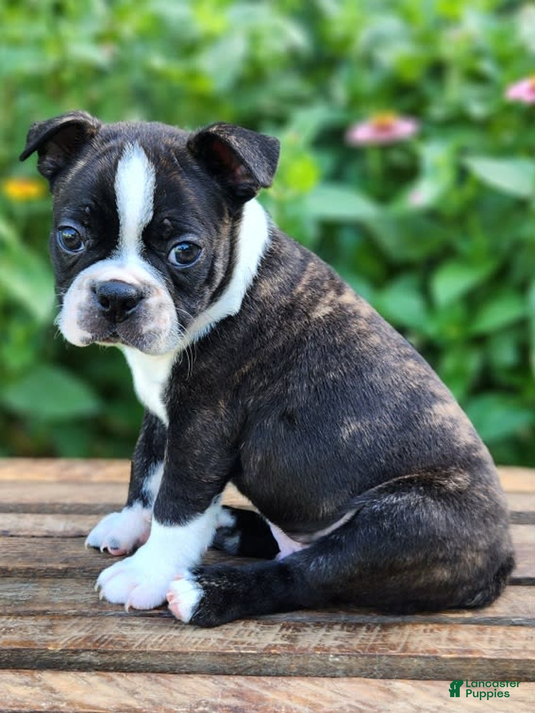 Boston Terrier dogs for sale: Caramel - Image 4