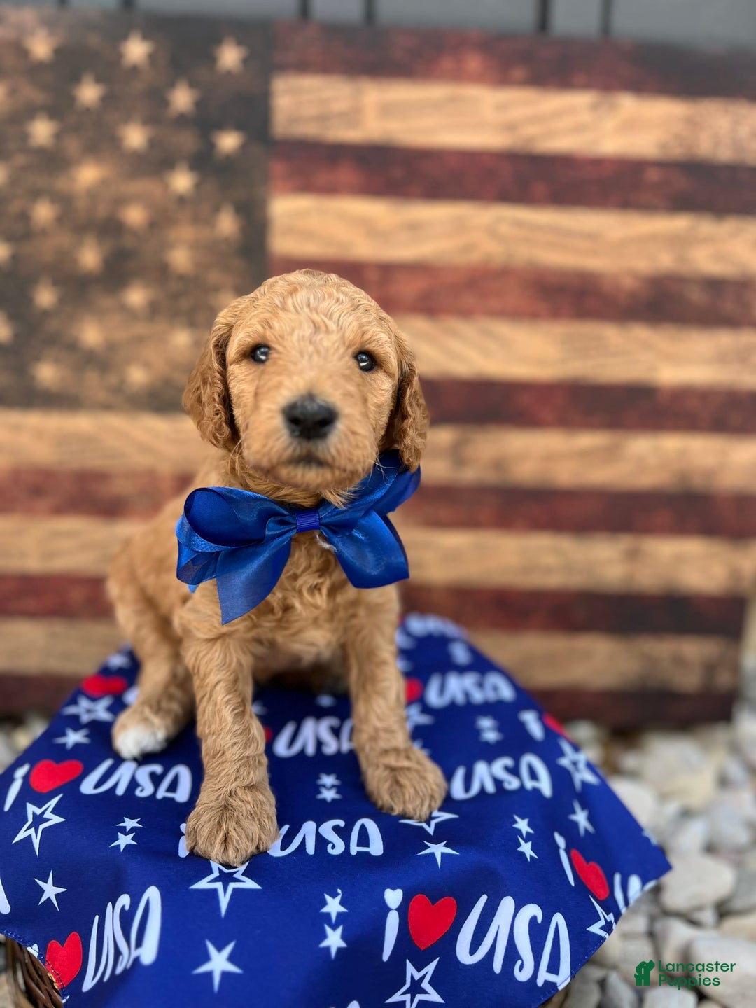 Standard Poodle dogs for sale: Fin / Blue Boy - Image 1
