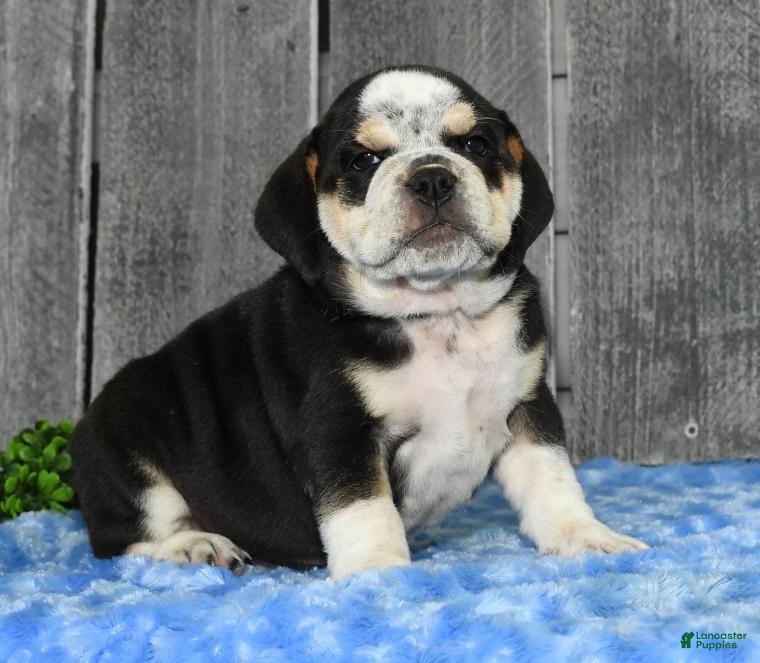 Beabull dogs for sale: Ike - Image 9