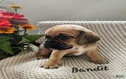 Puggle dogs for sale: Bandit - Image 9