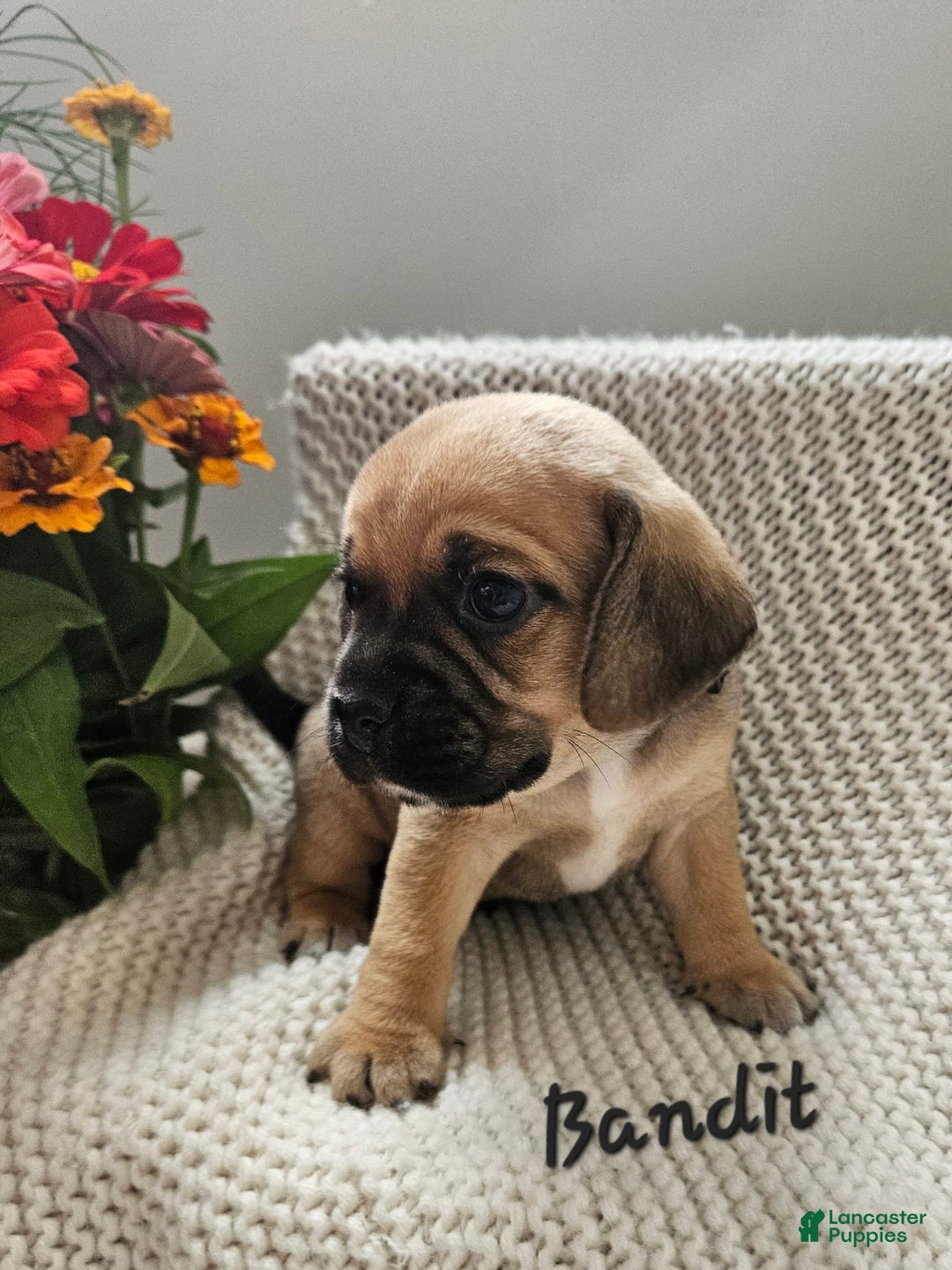 Puggle dogs for sale: Bandit - Image 9