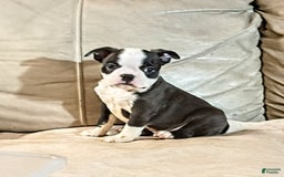 Boston Terrier dogs for sale: Wilson - Image 1