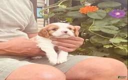 Cavalier King Charles Spaniel dogs for sale: Blenheim Boy - Image 5