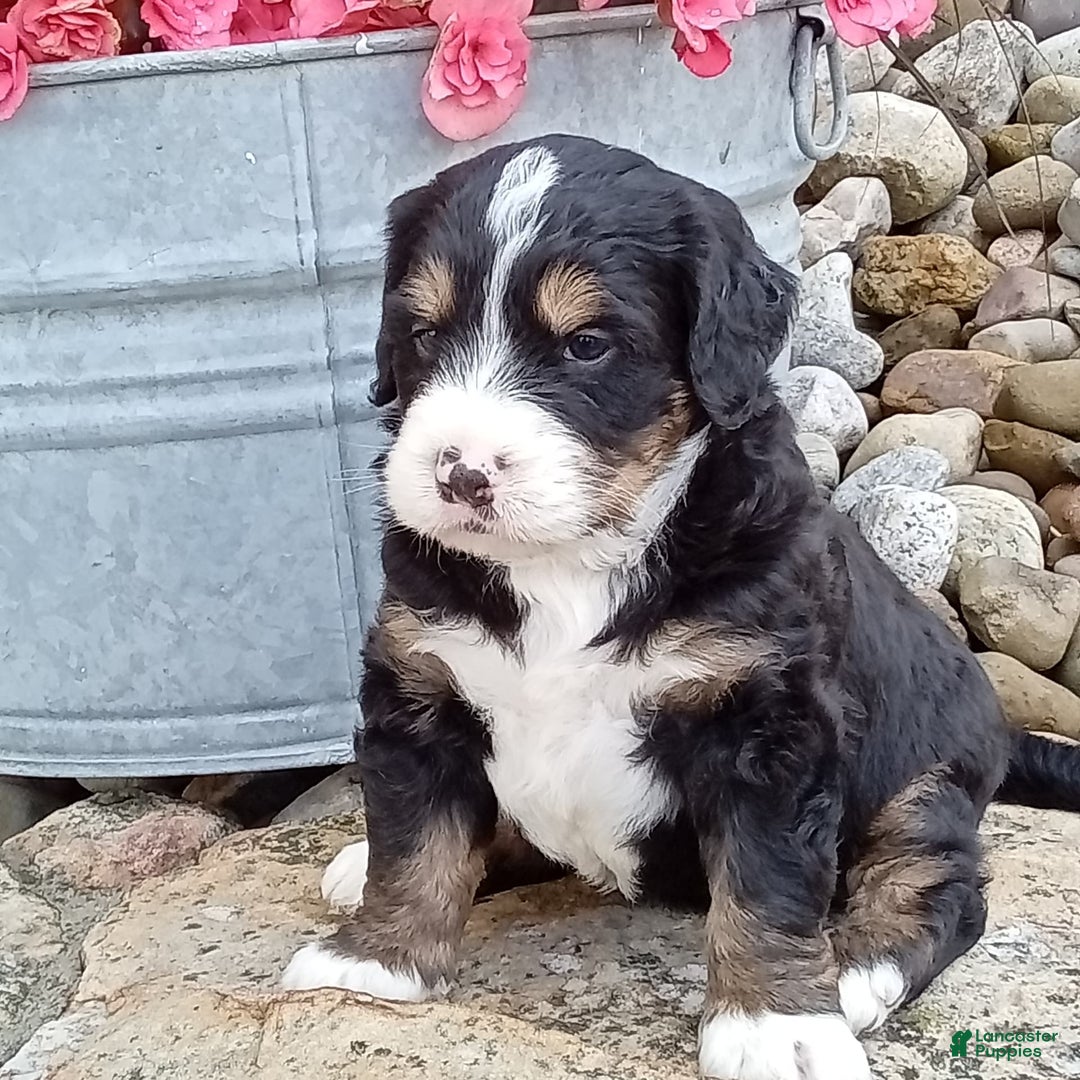 Mini Bernedoodle dogs for sale: Shiloh - Image 27