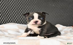 Boston Terrier dogs for sale: Jasper - Image 2