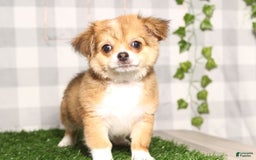 Chihuahua dogs for sale: Travis - Image 1