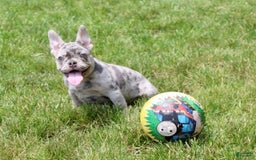 French Bulldog dogs for sale: Parker - Image 5