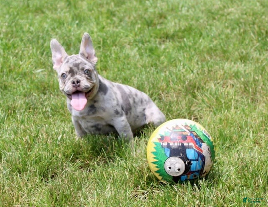 French Bulldog dogs for sale: Parker - Image 5