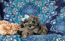 Miniature Poodle dogs for sale: Deidra - Image 2
