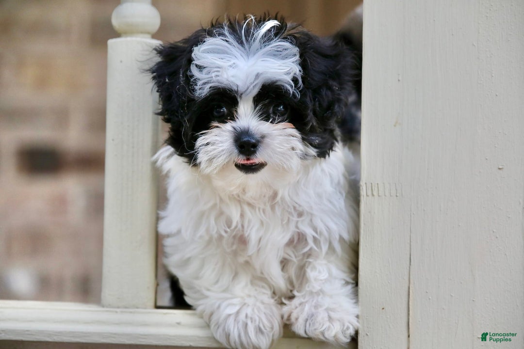 Shihpoo dogs for sale: Bingo - Image 14