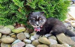 Pomsky dogs for sale: Crystal - Image 2