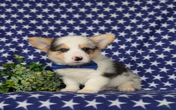 Welsh Corgi Pembroke dogs for sale: Kimball - Image 5