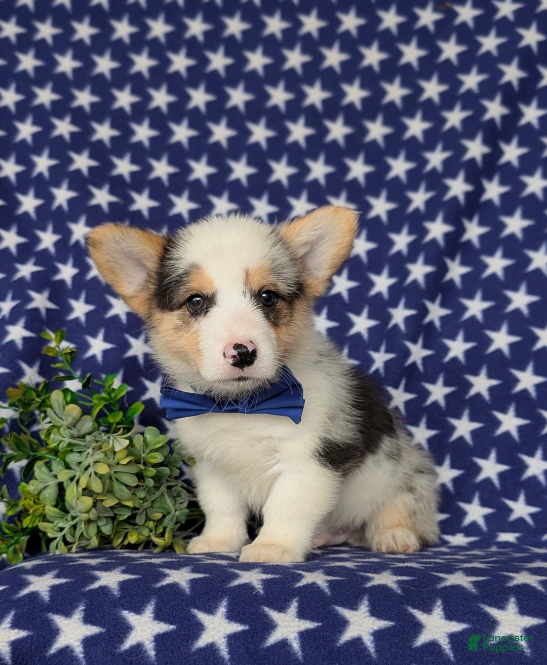 Welsh Corgi Pembroke dogs for sale: Kimball - Image 5