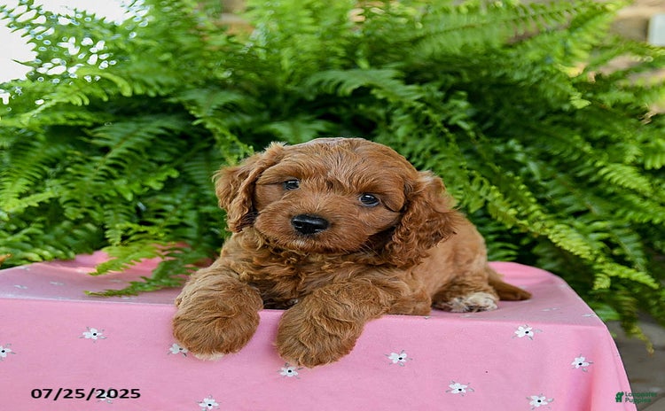 Cavapoo dogs for sale - Ad 5