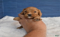 Cavapoo dogs for sale: King - Image 6