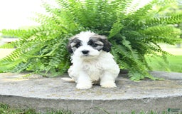 Cavachon dogs for sale: Olivia - Image 5