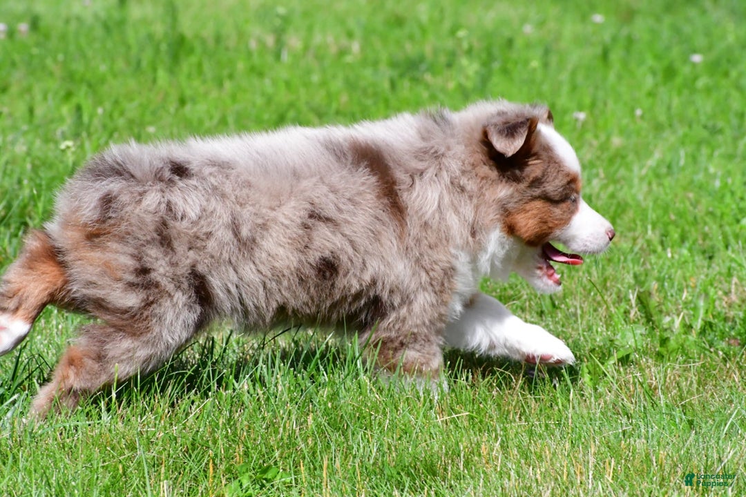 Miniature Australian Shepherd dogs for sale: Noah - Image 5
