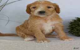 Goldendoodle dogs for sale: Sadie - Image 18