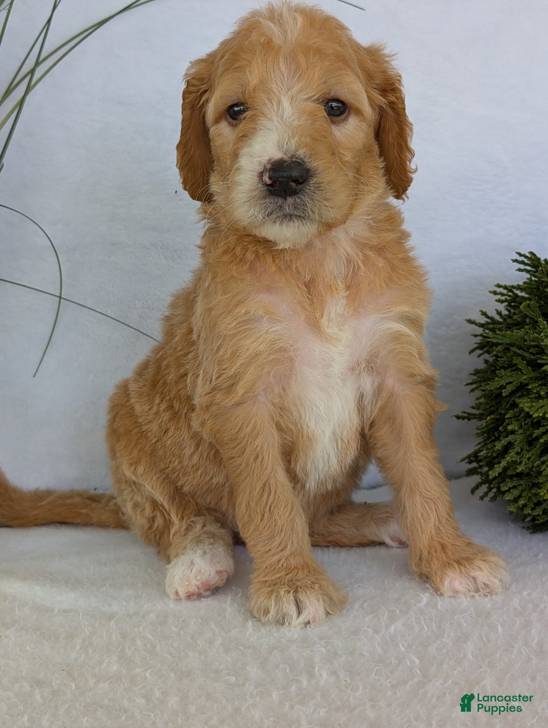 Goldendoodle dogs for sale: Sadie - Image 18