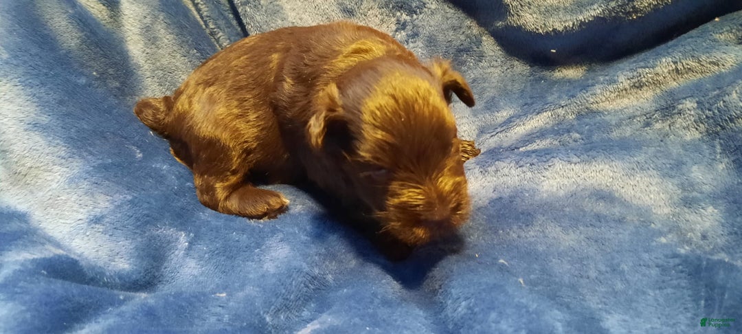 Miniature Schnauzer dogs for sale: Girl2 - Image 4