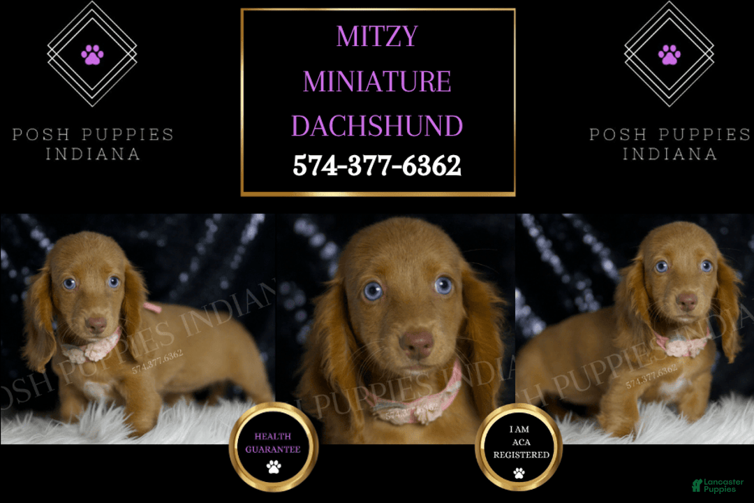 Miniature Dachshund dogs for sale: Mitzy - Image 6
